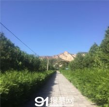 陵园风景图-3