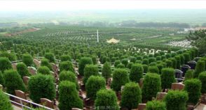陵园风景图-3